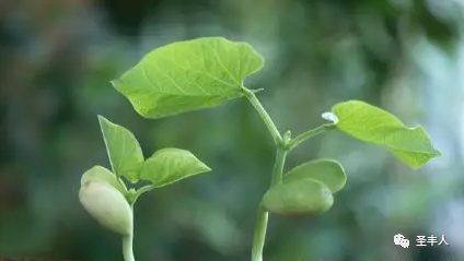 种植青苋菜技术与管理_青苋菜种植技术_青苋菜种植时间和方法