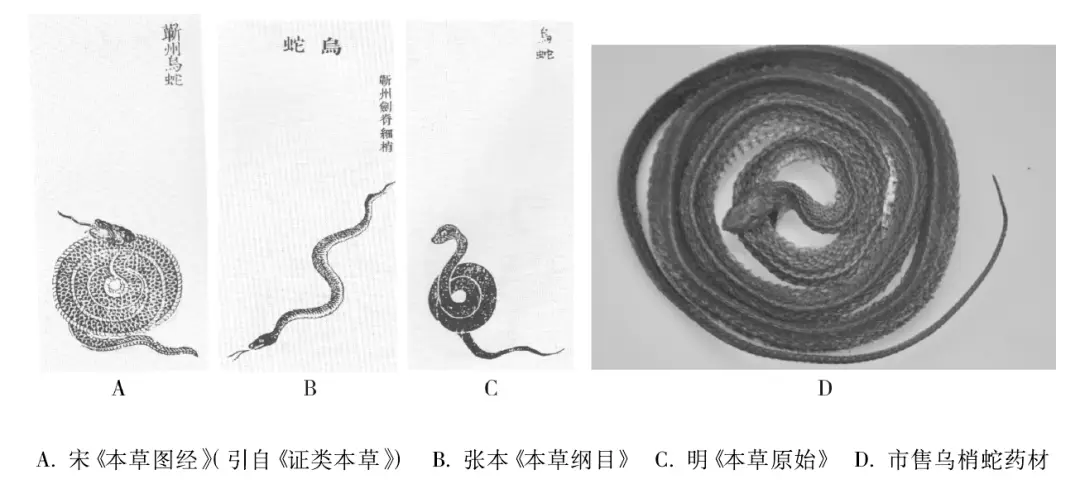 致富经之王锦蛇_致富经蛇王姐姐_致富经蛇毒4十个亿