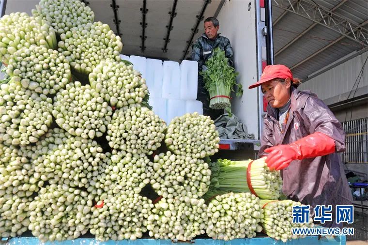 淮北：新型职业农民​“芹”劳致富振兴乡村