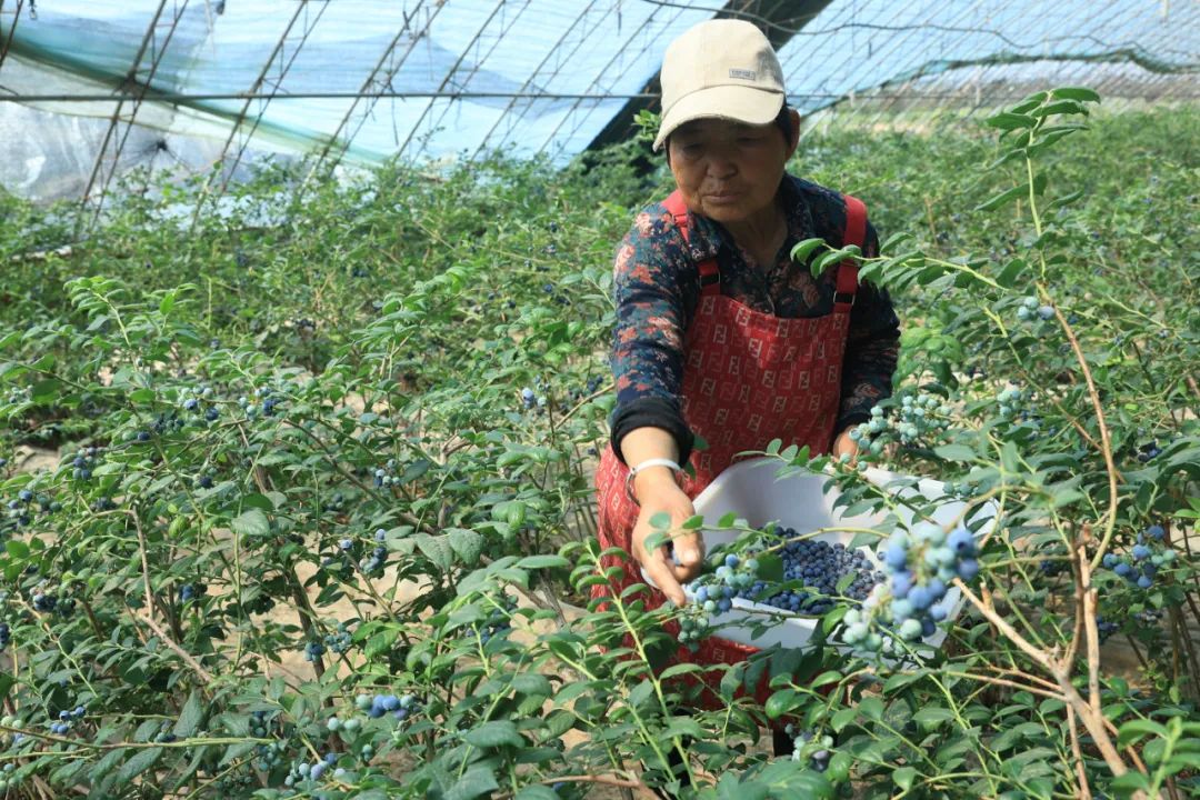 致富种植故事蓝莓图片大全_致富经蓝莓种植成亿万_种植蓝莓致富故事