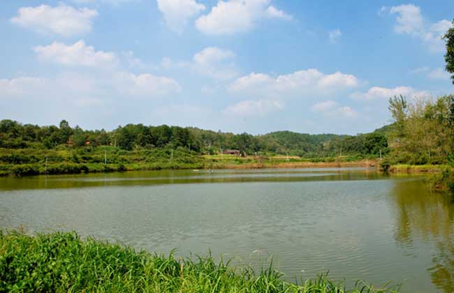 池塘微流水养殖泥鳅技术