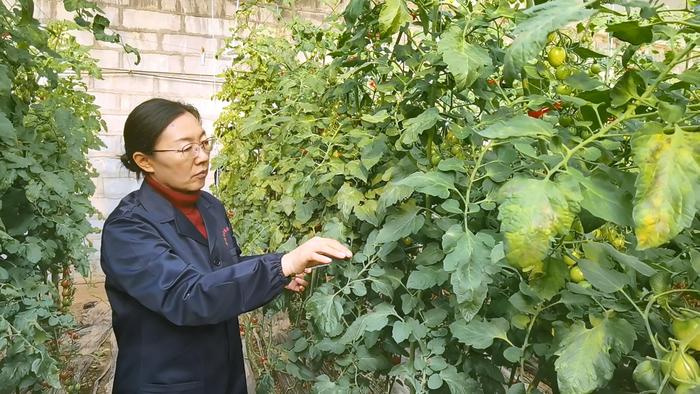 木兰种植技术_木兰种植 致富_木兰树苗价格