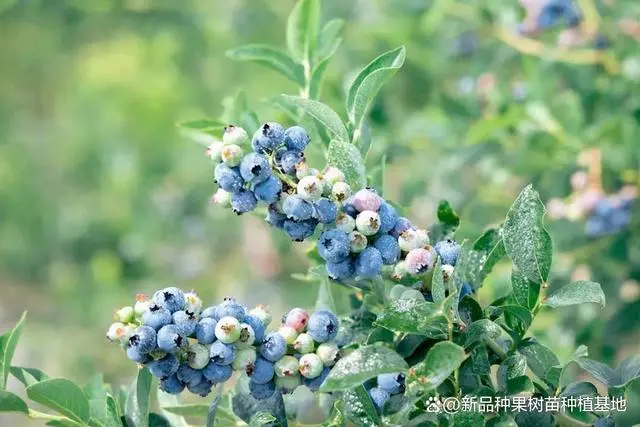 蓝莓苗种植管理技术分享，蓝莓种植的间距和株距是多少