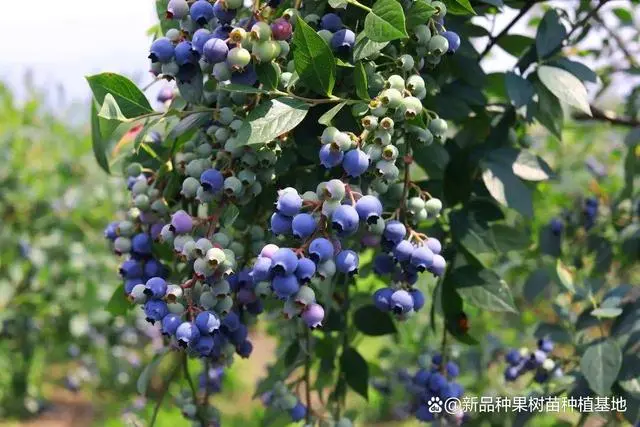 致富种植故事蓝莓图片_种植蓝莓致富故事_蓝莓致富经