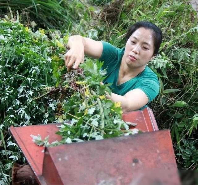 视频致富潘远香是真的吗_致富经潘远香视频_视频致富潘远香在线观看