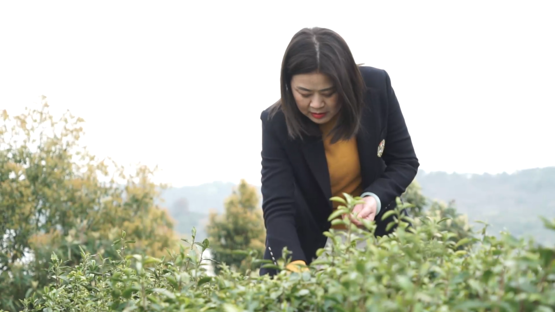 黄陂女能人冯丽平：荒山上种出致富茶