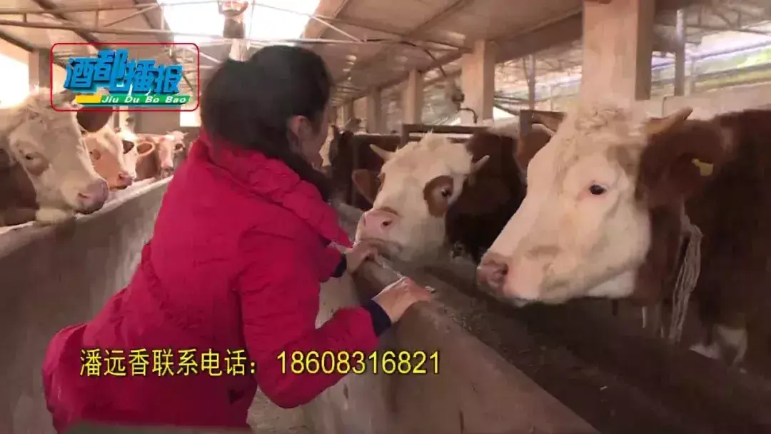 致富经潘远香视频_致富经潘何_致富经潘远香养牛视频