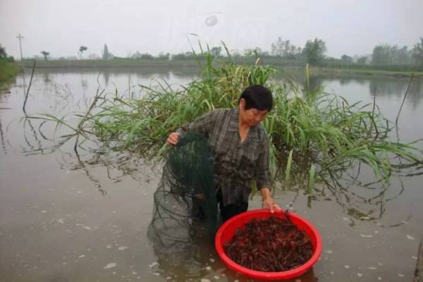 种藕致富经潘裴_种藕致富经潘裴_种藕致富经潘裴