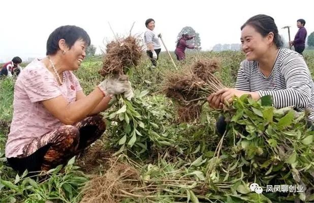 致富种植农村东西叫什么_致富种植农村东西叫啥名字_农村种植致富的东西叫什么