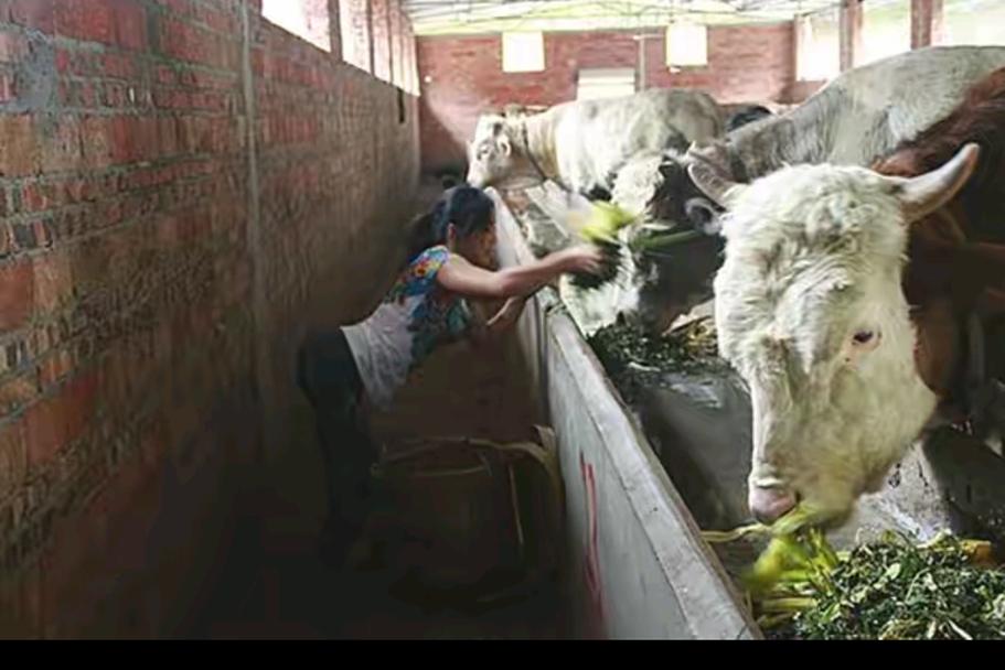 视频致富潘远香是真的吗_致富经潘远香视频_致富经潘何