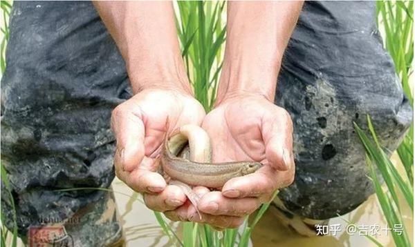 牛蛙泥鳅养殖技术视频_视频养殖泥鳅牛蛙技术大全_泥蛙养殖牛蛙