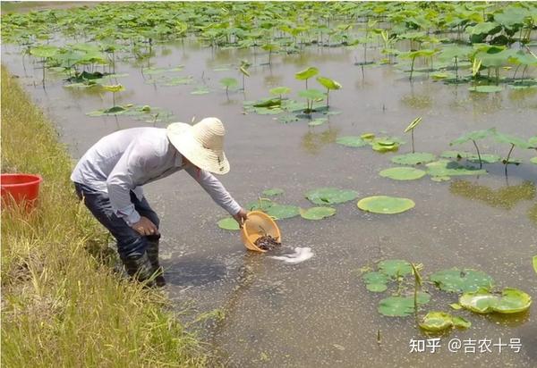 泥蛙养殖牛蛙_牛蛙泥鳅养殖技术视频_视频养殖泥鳅牛蛙技术大全