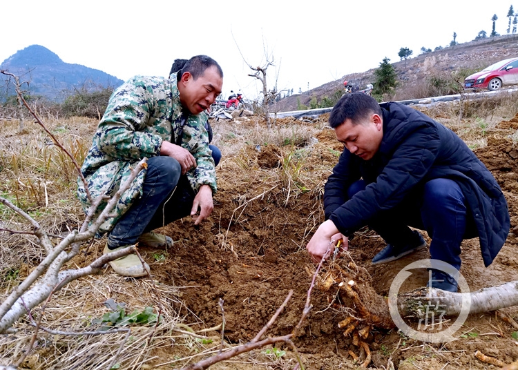 致富经枸杞种植视频_农村种植枸杞致富_枸杞种植效益