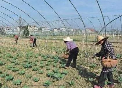 农业频道致富经视频种植类_致富经农业种植_农业频道致富经种植业