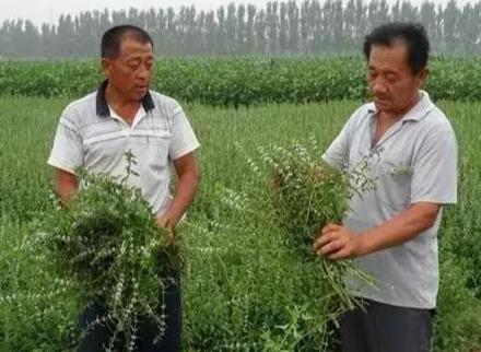 农业频道致富经视频种植类_致富经农业种植_农业频道致富经种植业