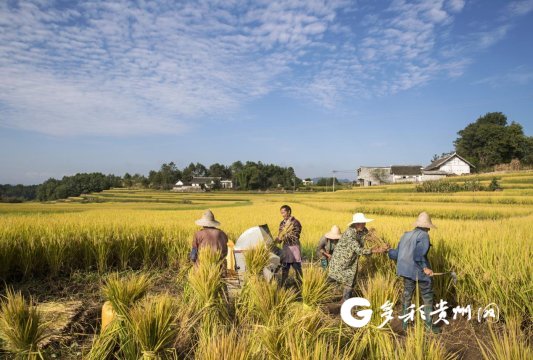 【农业现代化】黔西：红米科学种植让村民踏上致富路