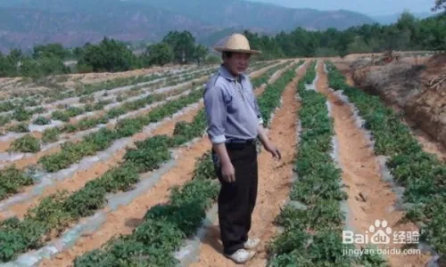 怎样赚钱，创业种植什么才能赚几十万！