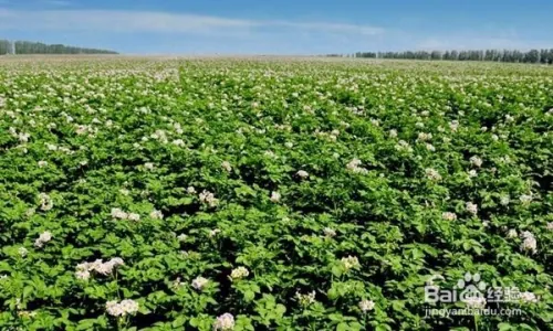 怎样赚钱，创业种植什么才能赚几十万！