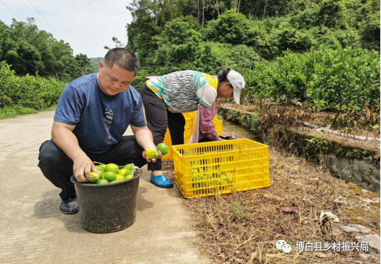 致富种植农村东西叫啥名字_农村致富种植什么好_农村种植致富的东西叫什么