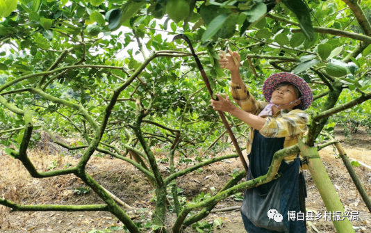 致富种植农村东西叫啥名字_农村种植致富的东西叫什么_农村致富种植什么好