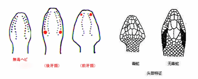 致富经蛇王姐姐_致富经之王锦蛇_致富经蛇王姐姐险中求富