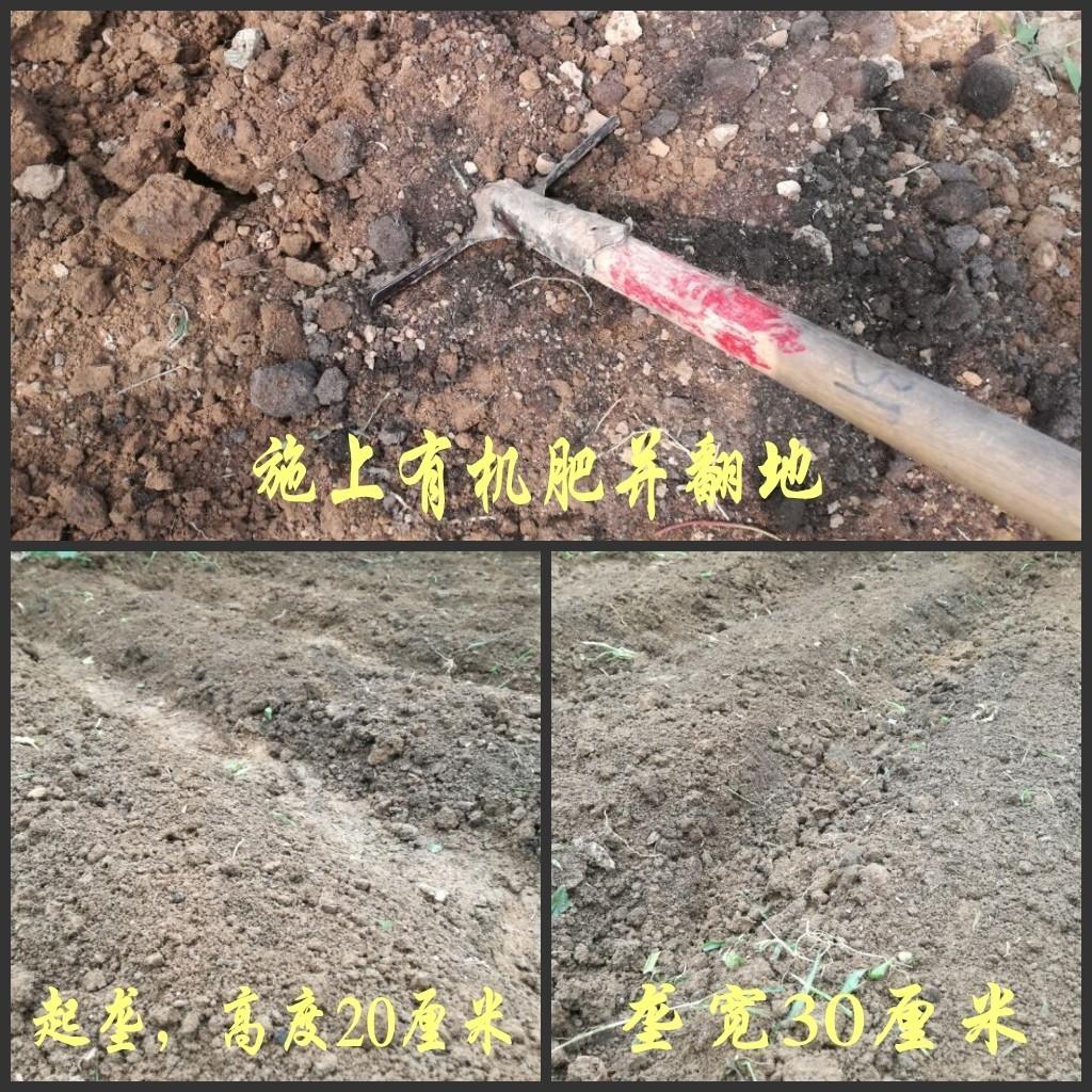 红心罗卜怎么种植技术_红心罗卜什么时候种_红心萝卜苗图片大全