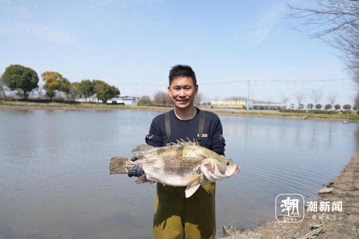 致富经鳜鱼混养_鳜鱼致富经_致富经 鳜鱼