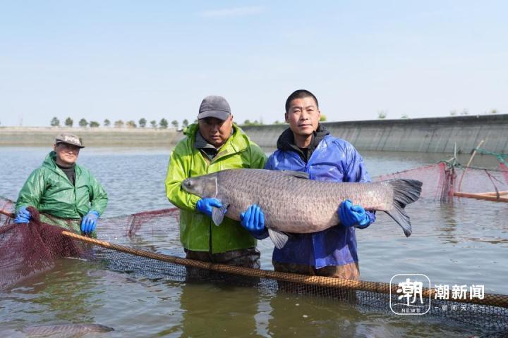 致富经 鳜鱼_鳜鱼致富经_致富经鳜鱼混养