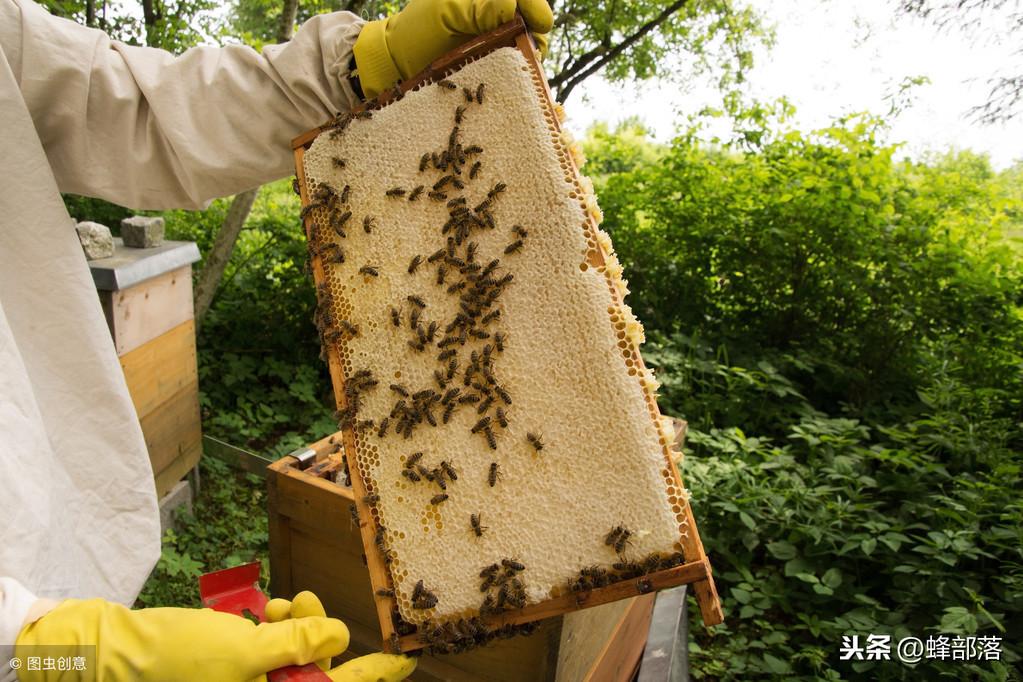 养殖蜜蜂教程视频在线_养殖蜜蜂新方法_蜜峰养殖技术视频教程