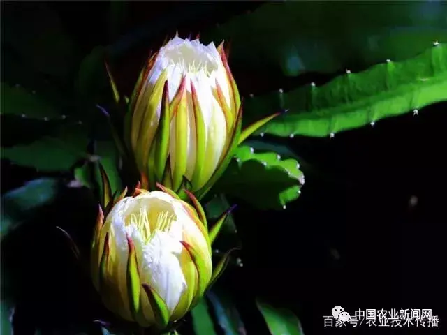 红心萝卜苗图片大全_红心罗卜怎么种植技术_种植红心萝卜多长时间收获