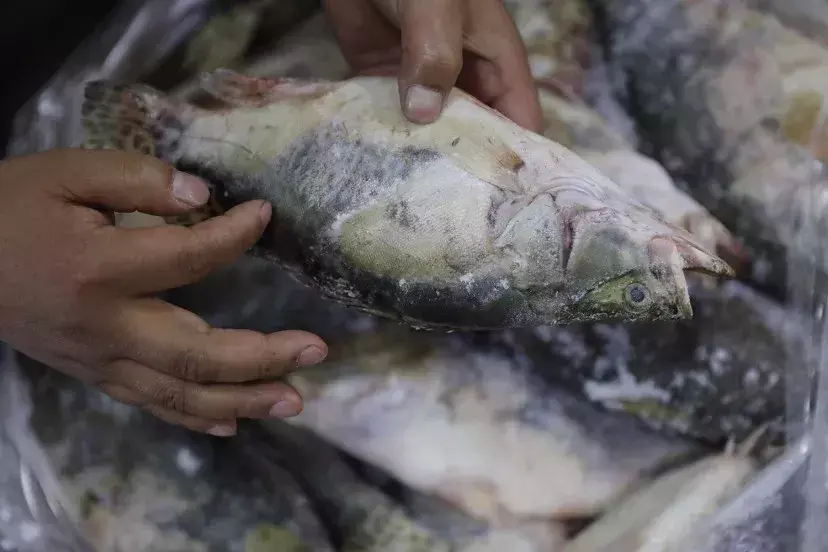 致富经鳜鱼混养_生财有道鳜鱼养殖视频_致富经 鳜鱼