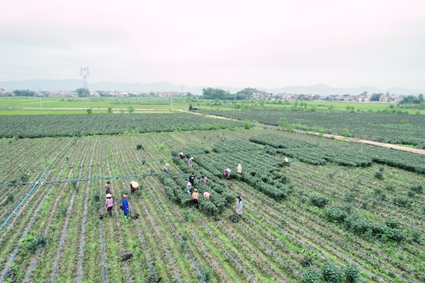 港北区庆丰镇夏里村的紫苏种植基地。岑记华摄