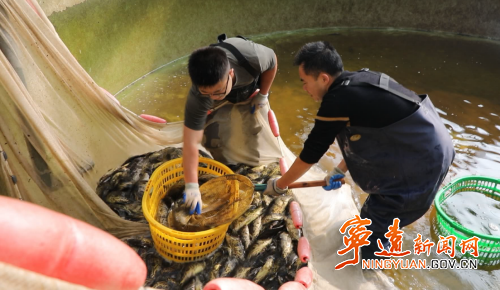 致富经 鳜鱼_致富经鳜鱼混养_致富经吃饲料的鳜鱼