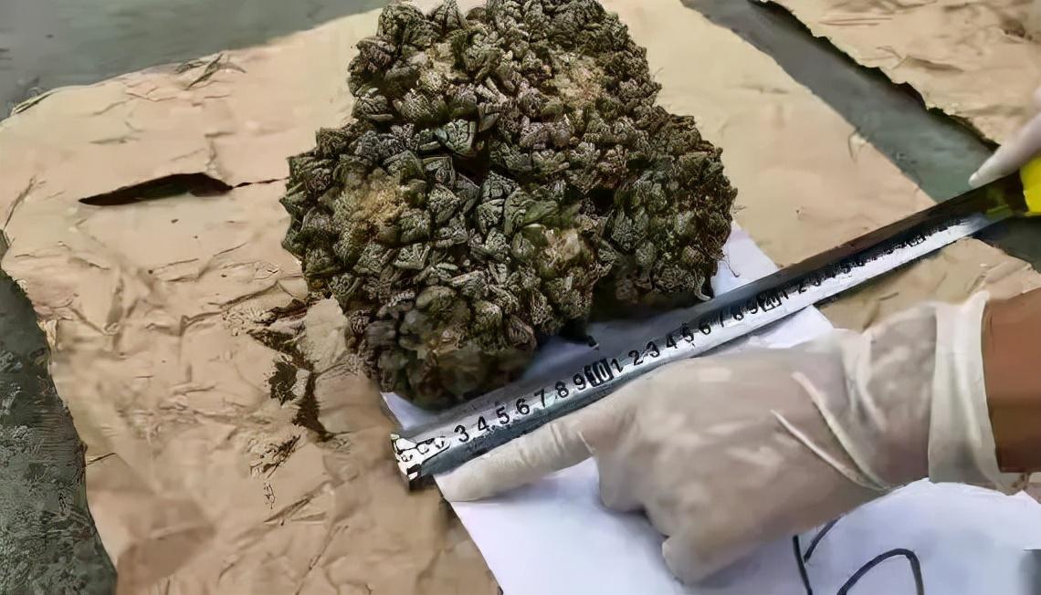 佛甲草屋顶种植_丝瓜种植致富_种植佛甲草致富案例