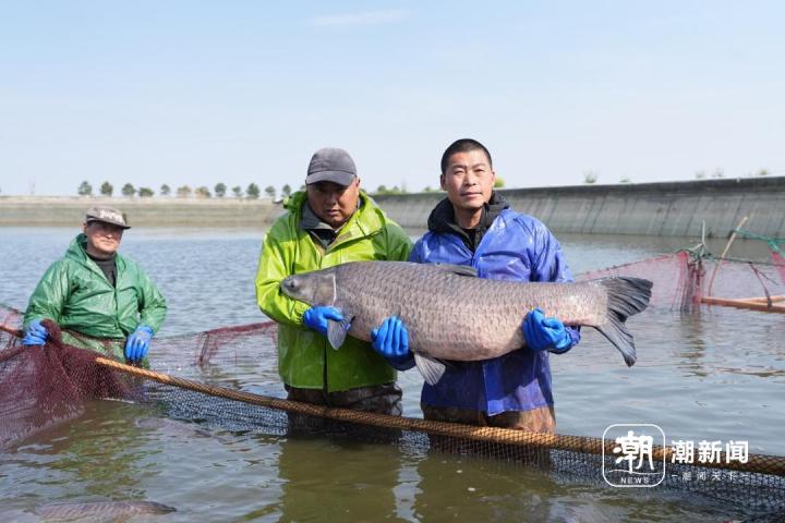 致富经吃饲料的鳜鱼_致富经 鳜鱼_致富经鳜鱼混养