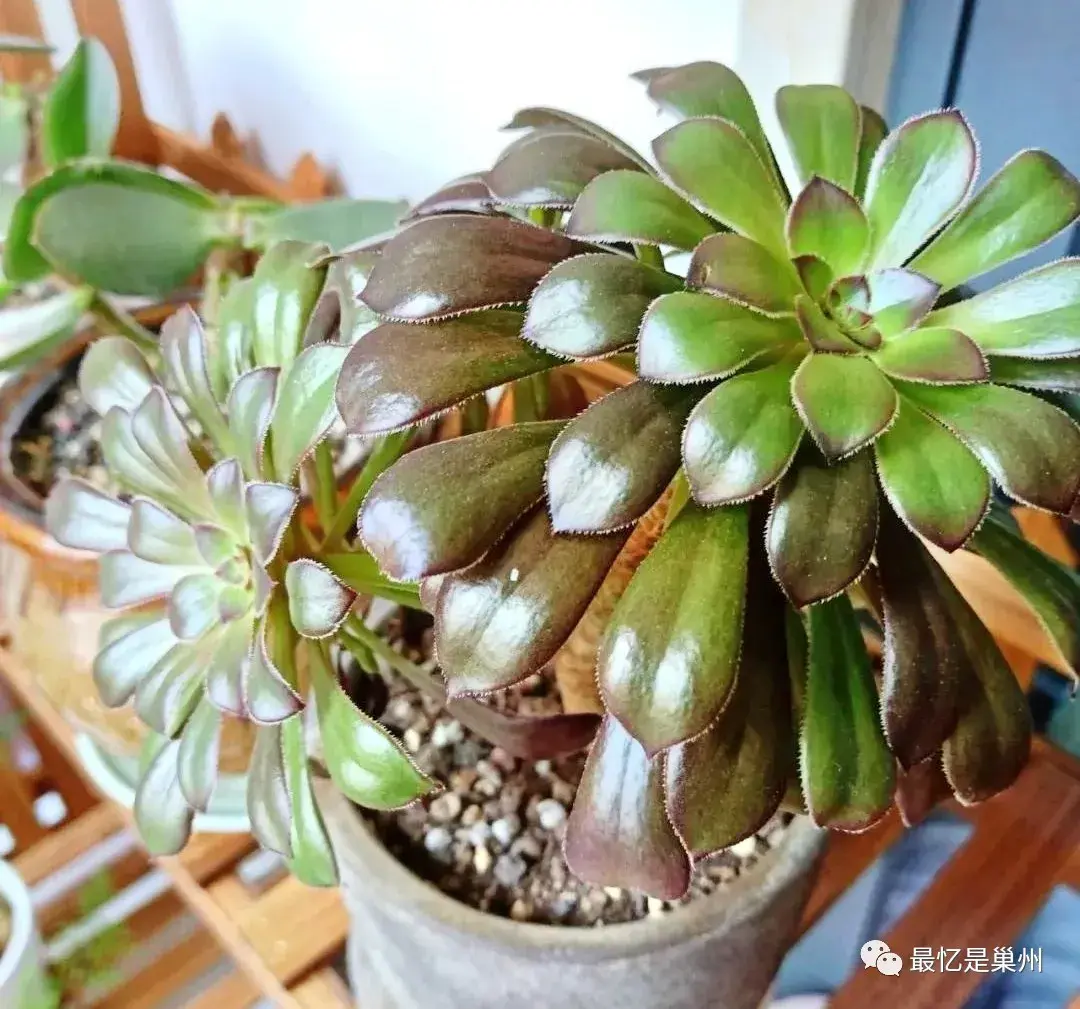 佛甲草屋顶种植_种植佛甲草致富案例_四季蒜苗种植致富