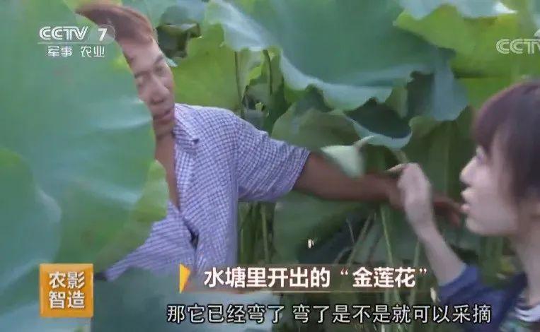 中央7套致富经种植节目_cctv农业节目致富经种植_中央致富频道视频