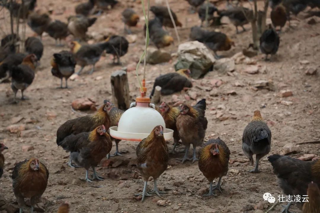 昆虫养殖致富_昆虫致富养猪用什么药_致富经用昆虫养猪