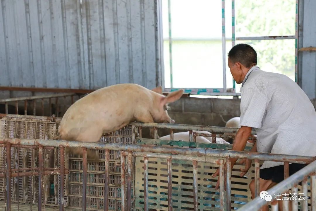 昆虫养殖致富_昆虫致富养猪用什么药_致富经用昆虫养猪