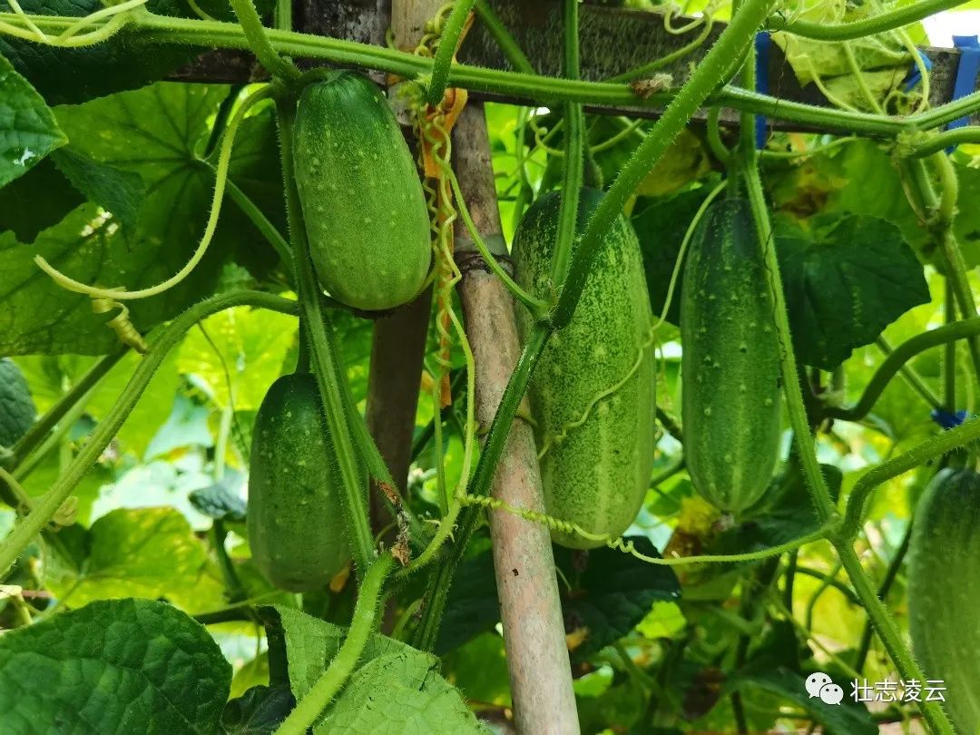 昆虫致富养猪用什么药_昆虫养殖致富_致富经用昆虫养猪