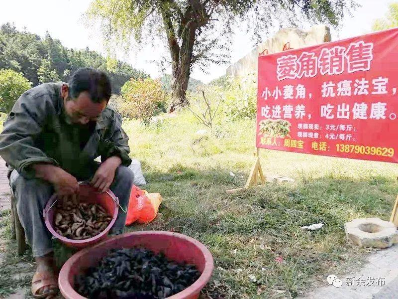 菱角种植技术视频_致富经种植菱角视频_种植菱角成本和利润