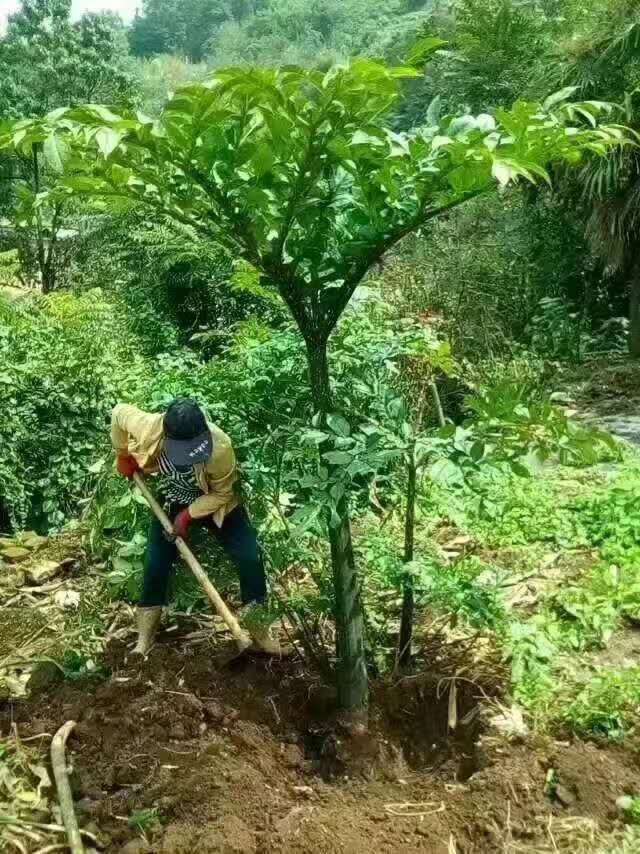 佛甲草屋顶种植_种植佛甲草致富案例_四季蒜苗种植致富