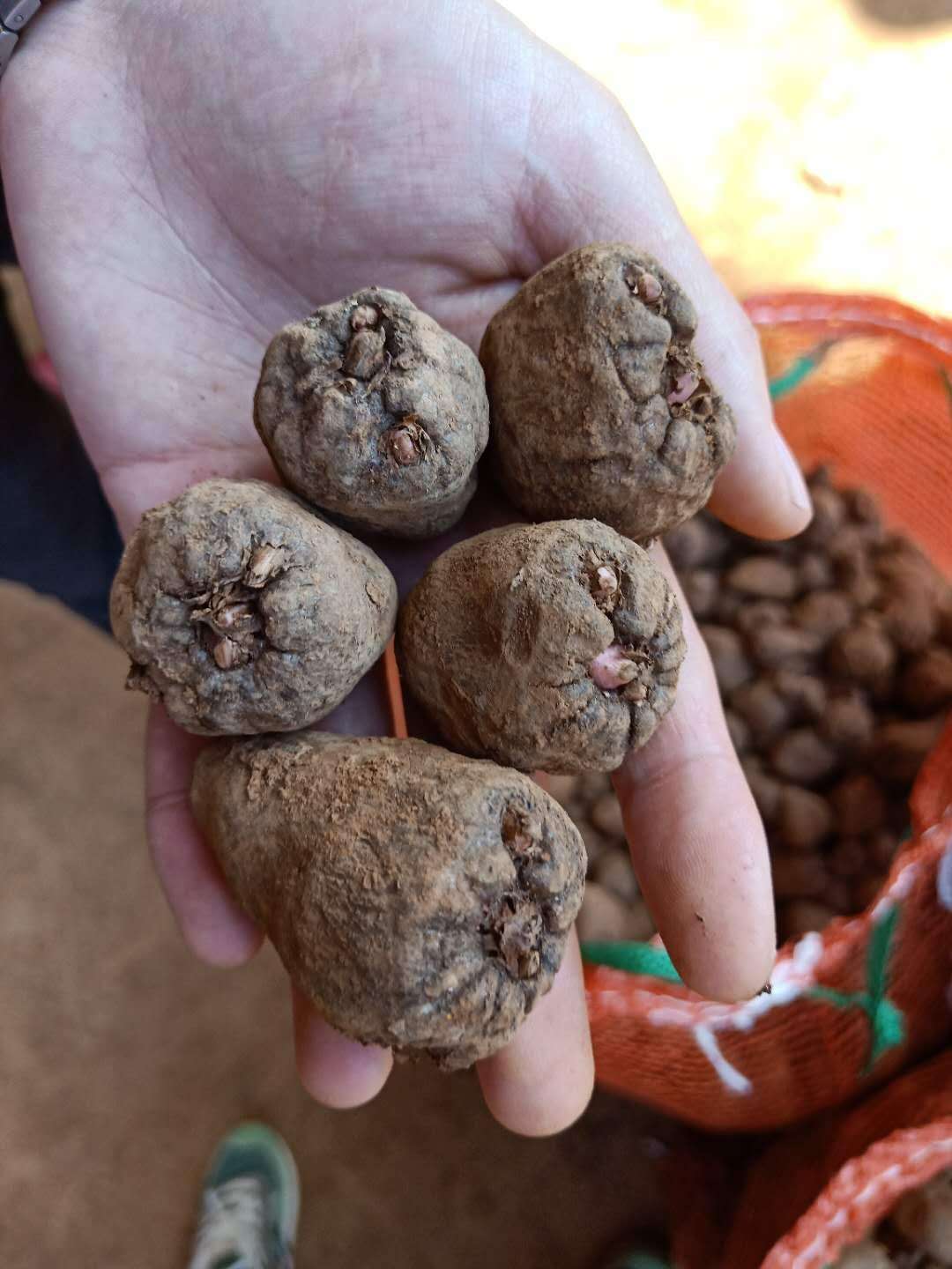 四季蒜苗种植致富_佛甲草屋顶种植_种植佛甲草致富案例