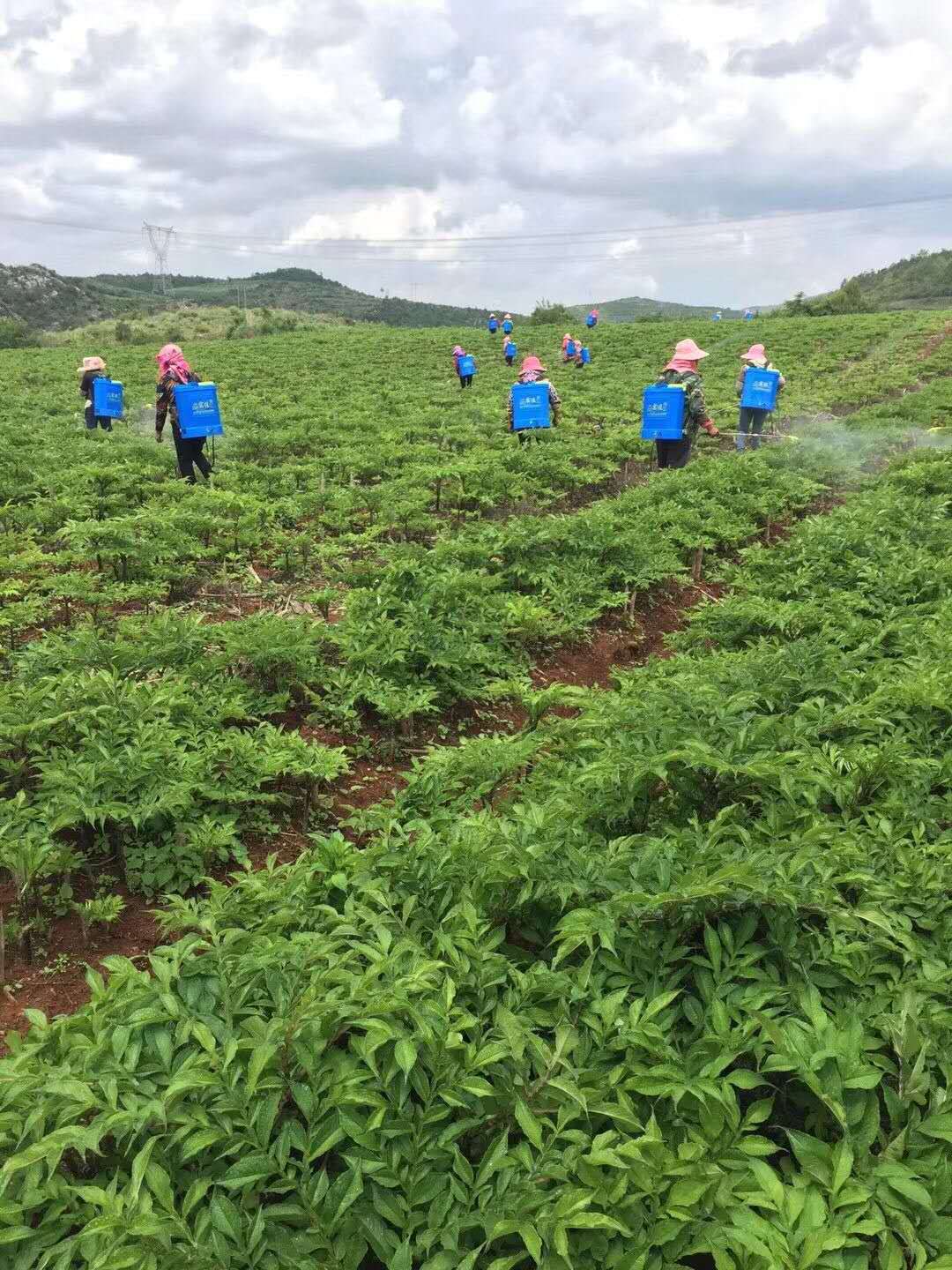 种植佛甲草致富案例_佛甲草屋顶种植_四季蒜苗种植致富