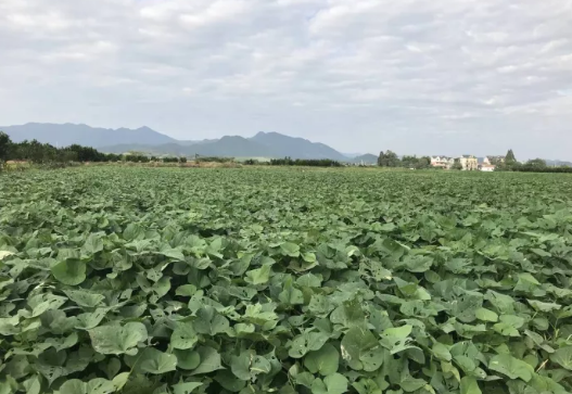 不搞养殖改种植 衢江区迷你小番薯助农增收