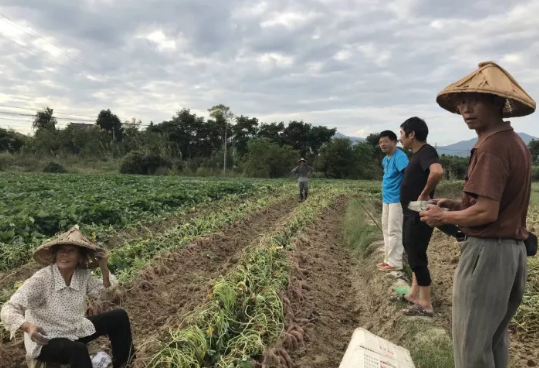 红薯养殖怎么种植_红薯养殖技术_红薯的养殖