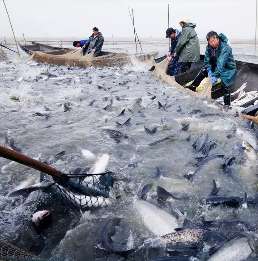 致富经 鳜鱼_生财有道鳜鱼养殖视频_致富经鳜鱼养殖视频