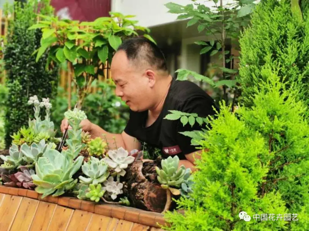 种植佛甲草致富案例_年种植什么赚钱种植致富项_农村种植致富好项目