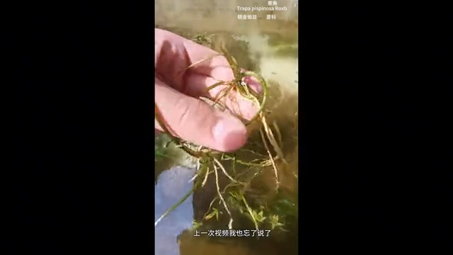 视频致富种植菱角怎么做_致富经种植菱角视频_视频致富种植菱角是真的吗