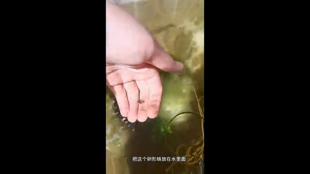 视频致富种植菱角怎么做_致富经种植菱角视频_视频致富种植菱角是真的吗